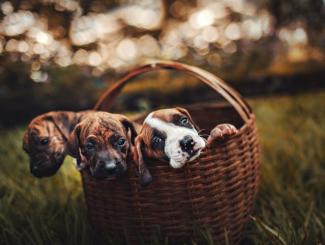 5 Steps to Sell Veterinary Practice | Triune Financial Partners