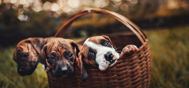 5 Steps to Sell Veterinary Practice | Triune Financial Partners